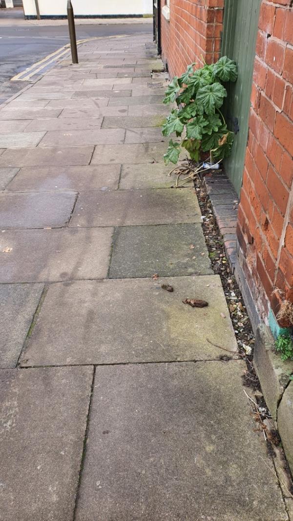 Dog mess left in the street, common in this area-2a Newport Street, Leicester, LE3 9FD