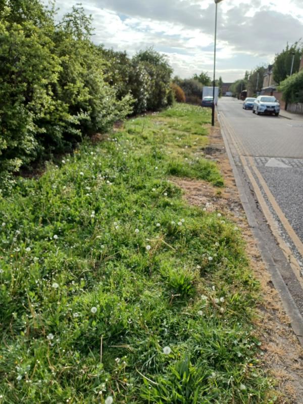 Can the council arrange to have the grass  cut  in  Evelyn Dennington Road Beckton.  Please refer to the photo  and  you will see  there is a  problem. It is  in desperate need of cutting. Thanks -3 Amy Warne Close, Beckton, London, E6 5ZL