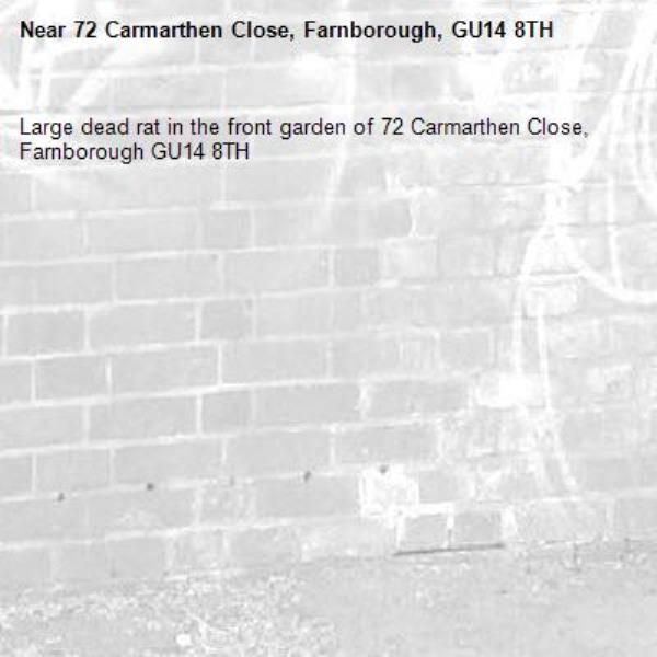Large dead rat in the front garden of 72 Carmarthen Close, Farnborough GU14 8TH -72 Carmarthen Close, Farnborough, GU14 8TH