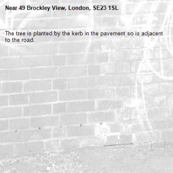 The tree is planted by the kerb in the pavement so is adjacent to the road. -49 Brockley View, London, SE23 1SL