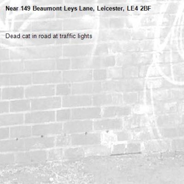 Dead cat in road at traffic lights -149 Beaumont Leys Lane, Leicester, LE4 2BF