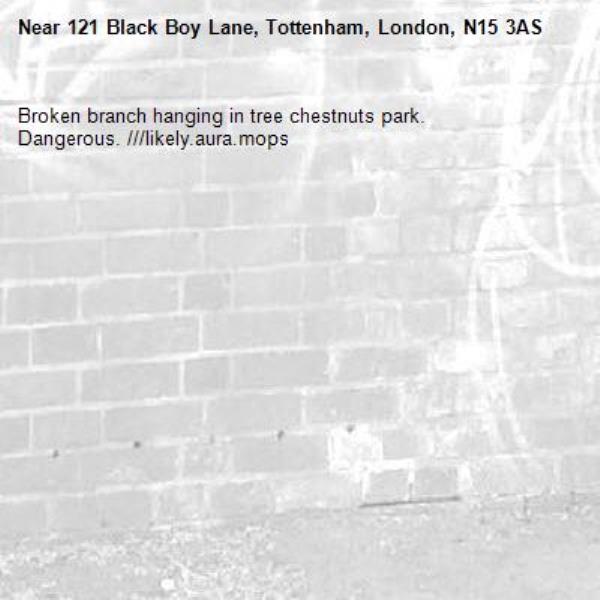 Broken branch hanging in tree chestnuts park. Dangerous. ///likely.aura.mops-121 Black Boy Lane, Tottenham, London, N15 3AS