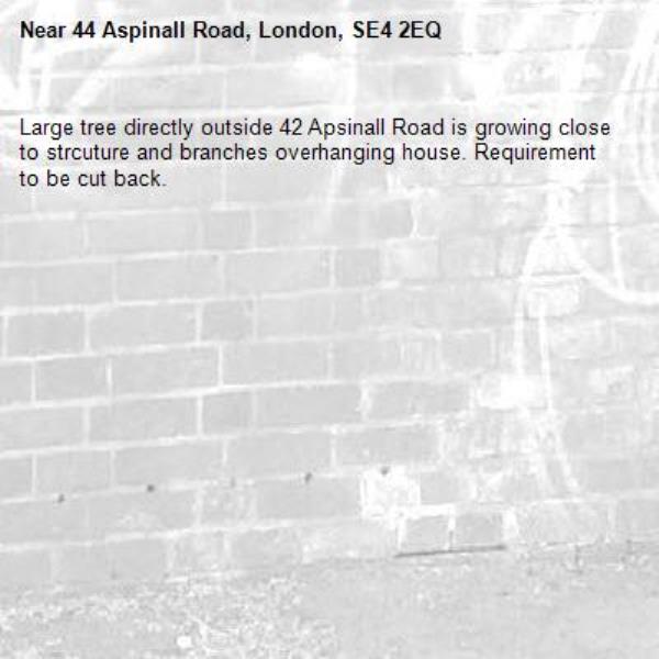 Large tree directly outside 42 Apsinall Road is growing close to strcuture and branches overhanging house. Requirement to be cut back. -44 Aspinall Road, London, SE4 2EQ