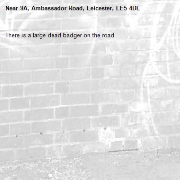 There is a large dead badger on the road-9A, Ambassador Road, Leicester, LE5 4DL