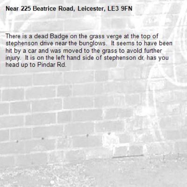 There is a dead Badge on the grass verge at the top of stephenson drive near the bunglows.  It seems to have been hit by a car and was moved to the grass to avold further injury.  It is on the left hand side of stephenson dr, has you head up to Pindar Rd.-225 Beatrice Road, Leicester, LE3 9FN