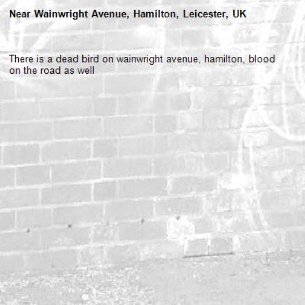 There is a dead bird on wainwright avenue, hamilton, blood on the road as well-Wainwright Avenue, Hamilton, Leicester, UK