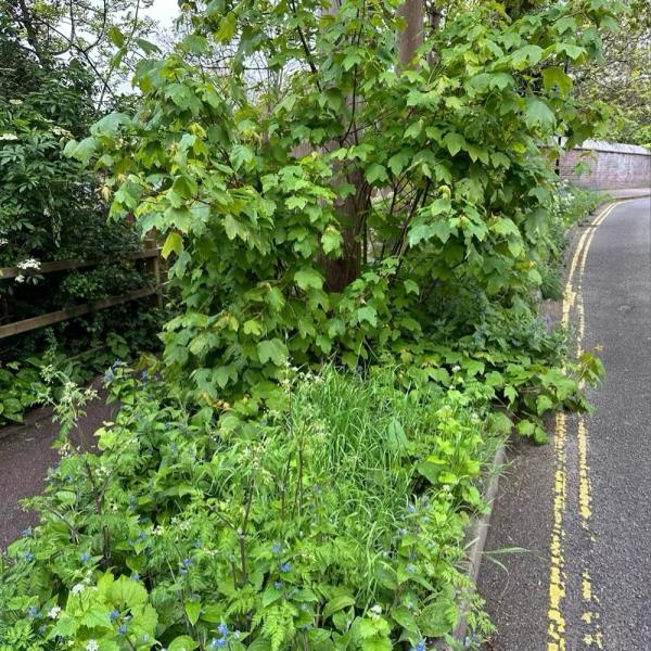 The growth from this tree is completely blocking the pavement and making it inaccessible -1 St Josephs Vale, London, SE3 0XF
