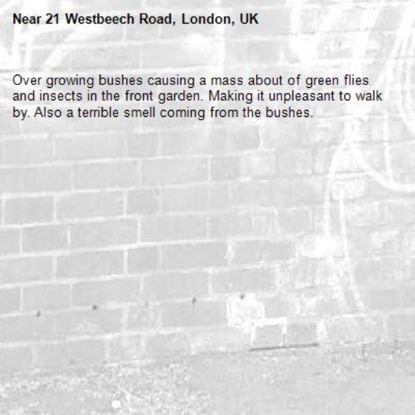 Over growing bushes causing a mass about of green flies and insects in the front garden. Making it unpleasant to walk by. Also a terrible smell coming from the bushes. -21 Westbeech Road, London, UK