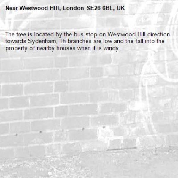 The tree is located by the bus stop on Westwood Hill direction towards Sydenham, Th branches are low and the fall into the property of nearby houses when it is windy. -Westwood Hill, London SE26 6BL, UK