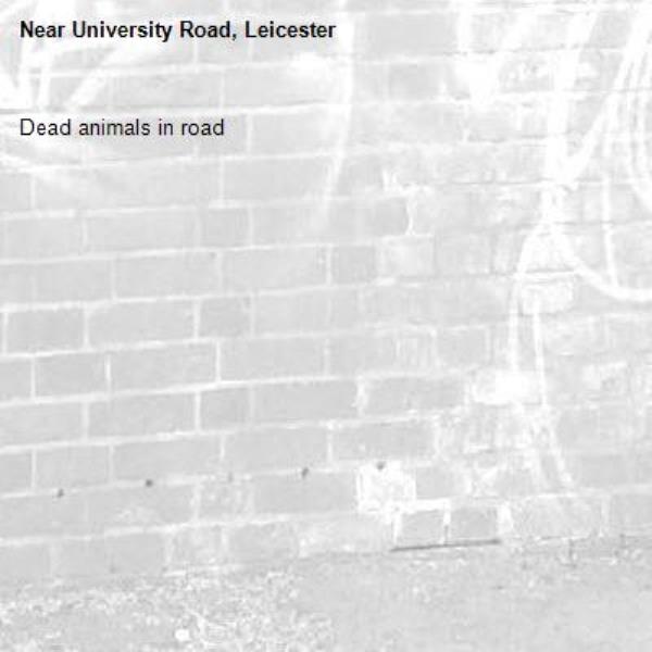 Dead animals in road -University Road, Leicester