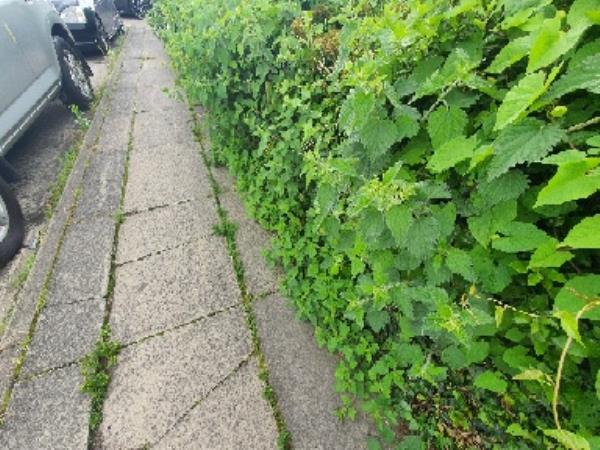 long plant with thorn has over grown and affecting people to walk on pavement. specially on school time where childrens were walking. Also common nettle has over grown and made difficult to walk. image 2-105 AUSTEN, Farnborough, GU14 8LQ