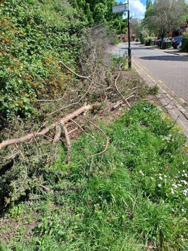 Can the council arrange for Gristwood&Tom's to collect  and  cut up the dumped  tree  branches located in  Evelyn  Dennington Road Beckton  opposite entrance to  Begonia  Close  Beckton. Thanks -37 Evelyn Denington Road, Beckton, London, E6 5YJ