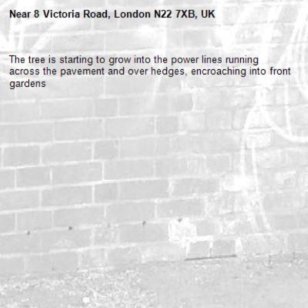 The tree is starting to grow into the power lines running across the pavement and over hedges, encroaching into front gardens-8 Victoria Road, London N22 7XB, UK