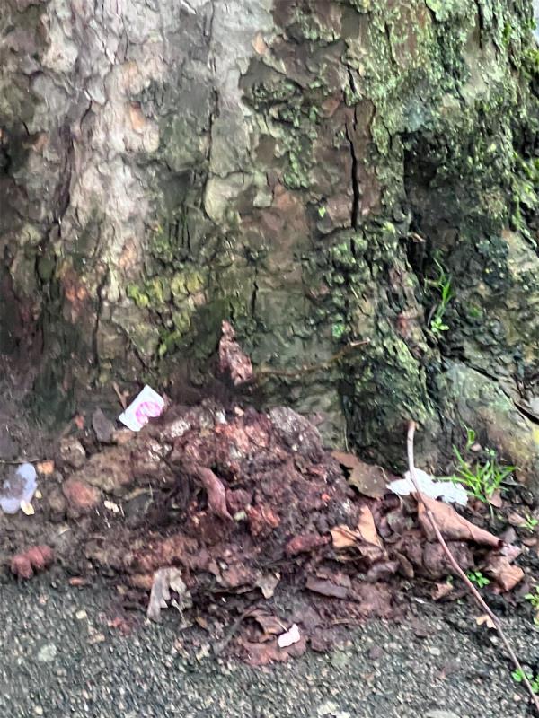 Pile of human feces near the base of the tree in front of house number 6. -6 Henderson Road, Forest Gate, London, E7 8EG
