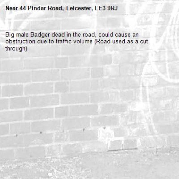 Big male Badger dead in the road, could cause an obstruction due to traffic volume (Road used as a cut through)-44 Pindar Road, Leicester, LE3 9RJ