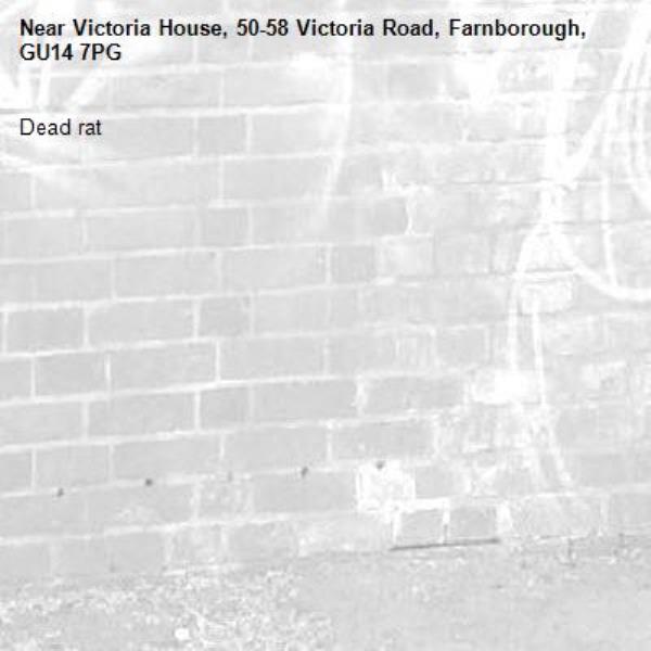 Dead rat-Victoria House, 50-58 Victoria Road, Farnborough, GU14 7PG