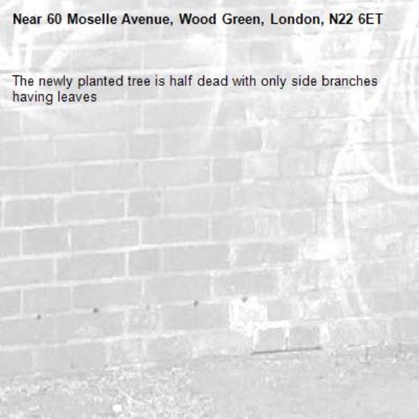 The newly planted tree is half dead with only side branches having leaves -60 Moselle Avenue, Wood Green, London, N22 6ET