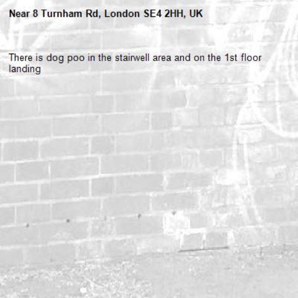 There is dog poo in the stairwell area and on the 1st floor landing-8 Turnham Rd, London SE4 2HH, UK