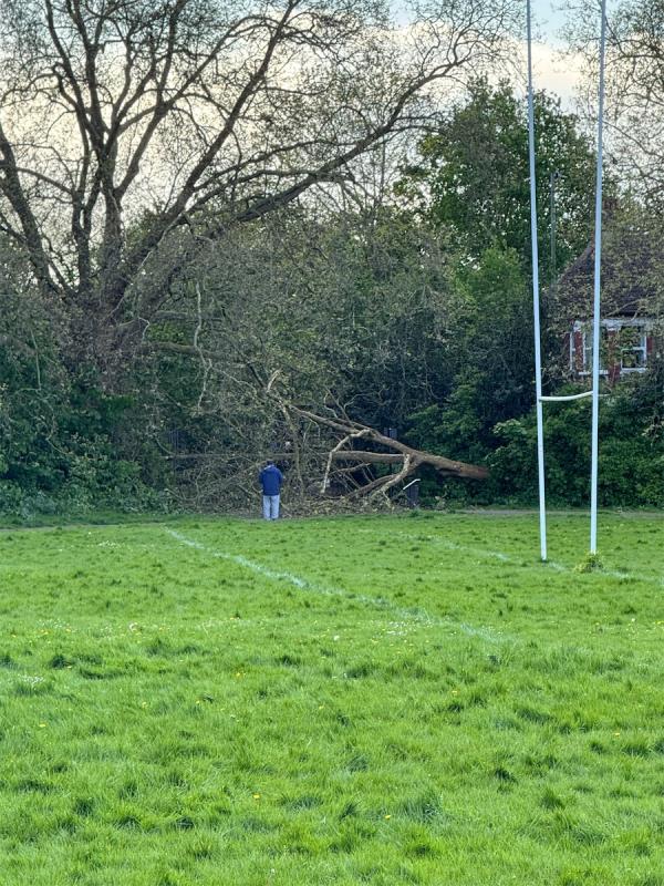 Tree has come down in the wind, blocking path in Downhills Park, by Belmont exit -49 Belmont Road, Tottenham, London, N17 6AT