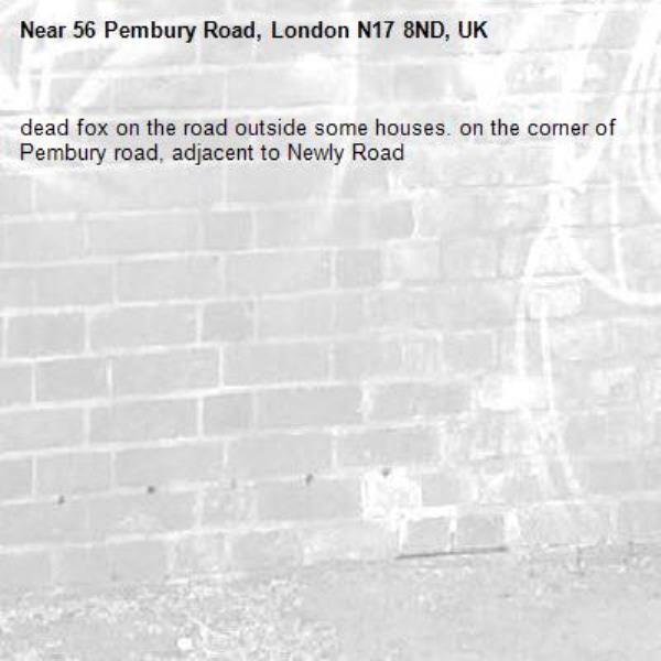 dead fox on the road outside some houses. on the corner of Pembury road, adjacent to Newly Road-56 Pembury Road, London N17 8ND, UK