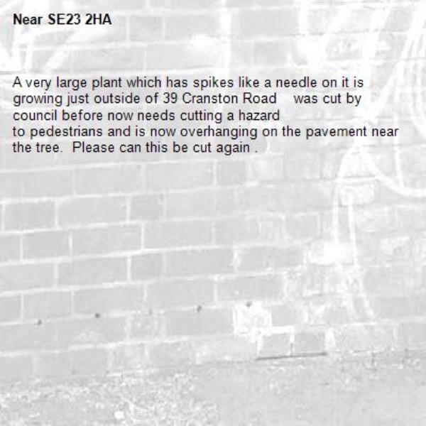 A very large plant which has spikes like a needle on it is growing just outside of 39 Cranston Road    was cut by council before now needs cutting a hazard
to pedestrians and is now overhanging on the pavement near the tree.  Please can this be cut again .-SE23 2HA