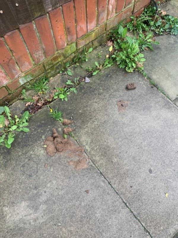 This whole street which has a school on it has been covered in dog mess. I counted 4 within about 3m of each other. -108 Sydenham Park Road, London, SE26 4LH