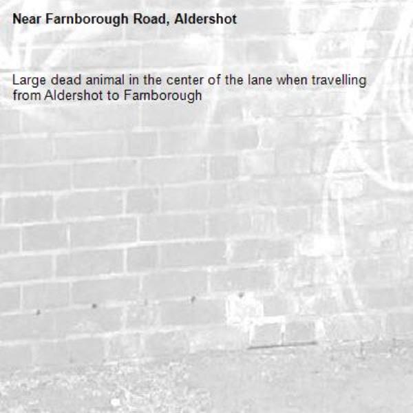 Large dead animal in the center of the lane when travelling from Aldershot to Farnborough-Farnborough Road, Aldershot