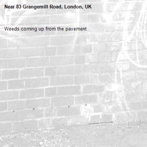 Weeds coming up from the pavement-83 Grangemill Road, London, UK