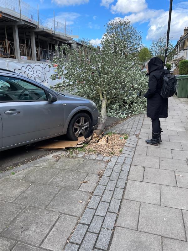 Street tree has blown over in the wind or been driven into. :-(-10 Geoffrey Road, London, SE4 1NT