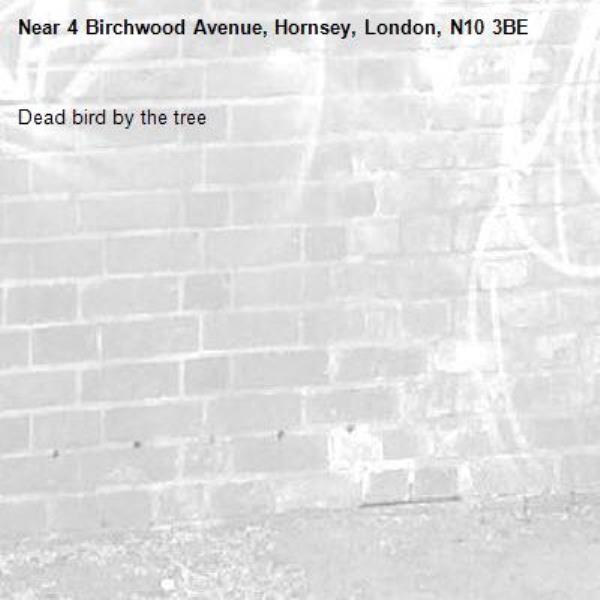 Dead bird by the tree -4 Birchwood Avenue, Hornsey, London, N10 3BE