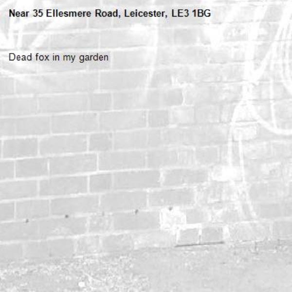Dead fox in my garden -35 Ellesmere Road, Leicester, LE3 1BG