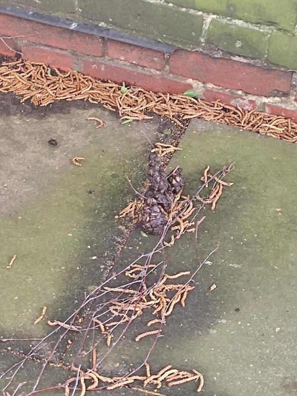 AGain, human/dog faeces (?) desposited in front of sheds belonging to # Moreton Road (accessible via Osman Close)-n15 6sl