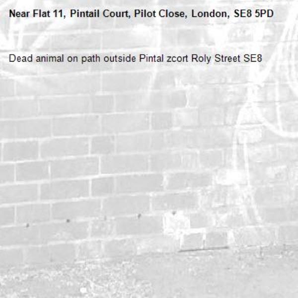 Dead animal on path outside Pintal zcort Roly Street SE8-Flat 11, Pintail Court, Pilot Close, London, SE8 5PD