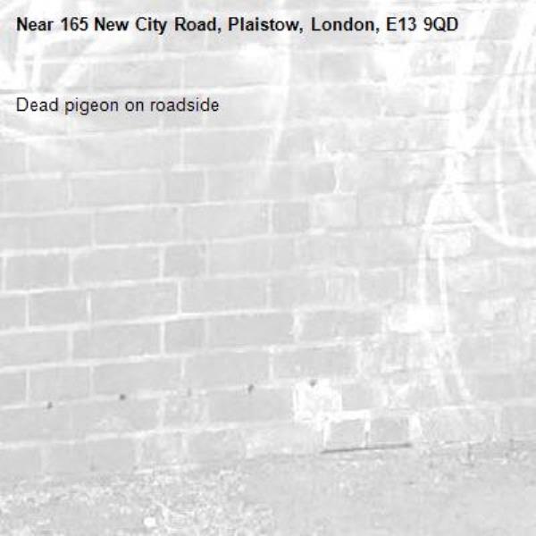 Dead pigeon on roadside-165 New City Road, Plaistow, London, E13 9QD