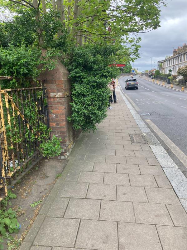 Outside Playtower, hedges are obstructing the pavement-27 Ladywell Road, Ladywell, London, SE13 7UT