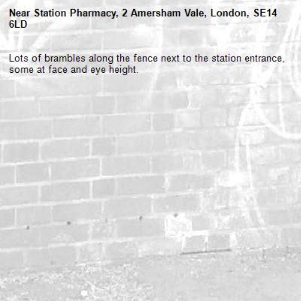 Lots of brambles along the fence next to the station entrance, some at face and eye height. -Station Pharmacy, 2 Amersham Vale, London, SE14 6LD