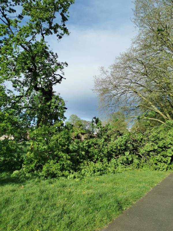 tree down, wind/storm, branches safety, Church Lane gate-Bruce Castle Park