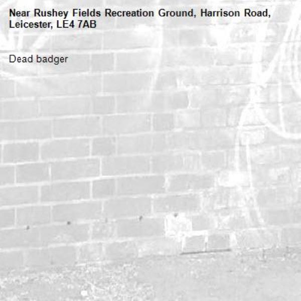 Dead badger -Rushey Fields Recreation Ground, Harrison Road, Leicester, LE4 7AB