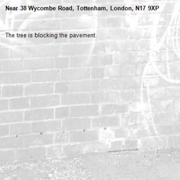 The tree is blocking the pavement. -38 Wycombe Road, Tottenham, London, N17 9XP