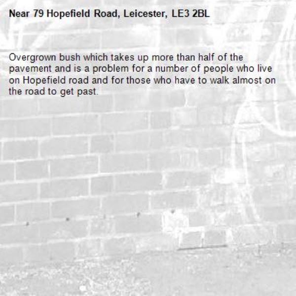 Overgrown bush which takes up more than half of the pavement and is a problem for a number of people who live on Hopefield road and for those who have to walk almost on the road to get past.-79 Hopefield Road, Leicester, LE3 2BL
