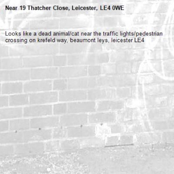 Looks like a dead animal/cat near the traffic lights/pedestrian crossing on krefeld way, beaumont leys, leicester LE4-19 Thatcher Close, Leicester, LE4 0WE