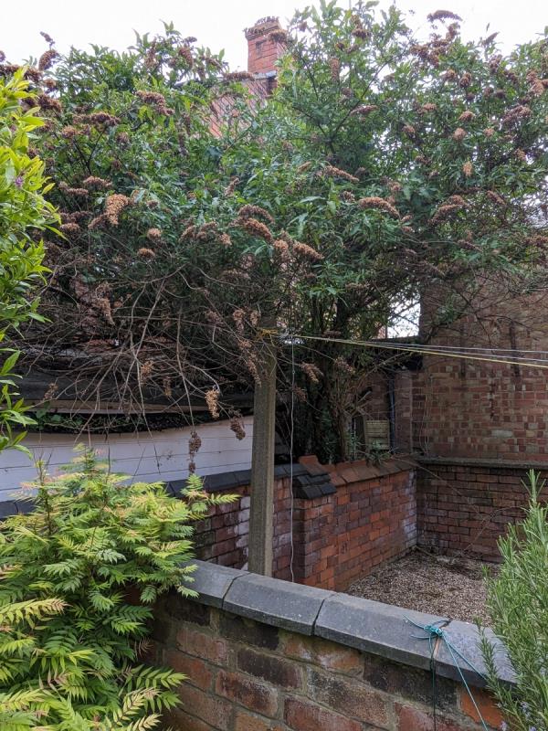 Completely overgrown budlia no landlord will take responsibility, danger to properties-188A, Welford Road, Leicester, LE2 6BD