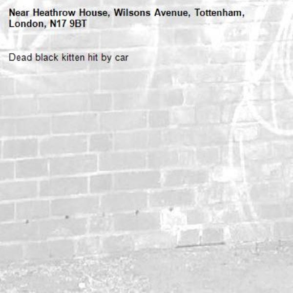 Dead black kitten hit by car -Heathrow House, Wilsons Avenue, Tottenham, London, N17 9BT