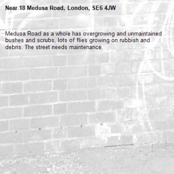 Medusa Road as a whole has overgrowing and unmaintained bushes and scrubs, lots of flies growing on rubbish and debris. The street needs maintenance. -18 Medusa Road, London, SE6 4JW