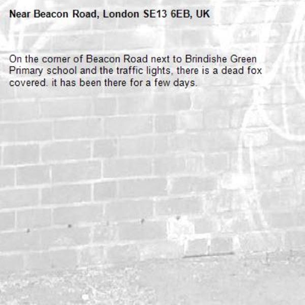 On the corner of Beacon Road next to Brindishe Green Primary school and the traffic lights, there is a dead fox covered. it has been there for a few days.-Beacon Road, London SE13 6EB, UK