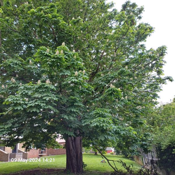 Tree at Rear requires pollarding
Reported by Housing Estates Environment Team-Flat 1, Wakelin House, Brockley Park, London, SE23 1PU