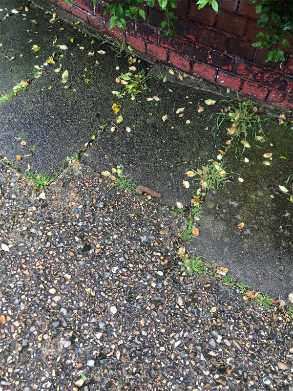 It was completely in the way and several people stepped in it (see the two squished bits) though luckily the rain has moved it slightly more out of the way, it is still disgusting and should be treated as antisocial behaviour. -75 Mark Road, Wood Green, London, N22 6PX