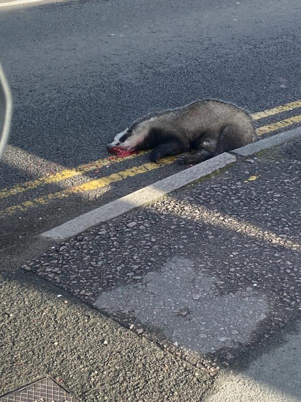 Dead Badger on 120 Lutterworth Road Aylestone. 




-120 Lutterworth Road Aylestone 