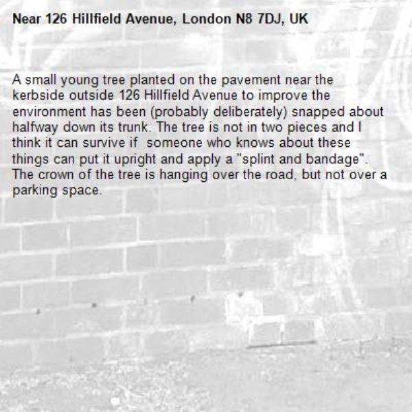 A small young tree planted on the pavement near the kerbside outside 126 Hillfield Avenue to improve the environment has been (probably deliberately) snapped about halfway down its trunk. The tree is not in two pieces and I think it can survive if  someone who knows about these things can put it upright and apply a &quot;splint and bandage&quot;. The crown of the tree is hanging over the road, but not over a parking space.-126 Hillfield Avenue, London N8 7DJ, UK