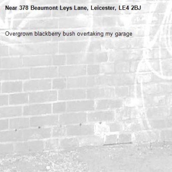 Overgrown blackberry bush overtaking my garage -378 Beaumont Leys Lane, Leicester, LE4 2BJ